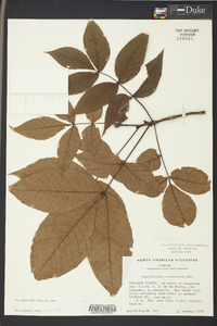 Carya glabra var. glabra image