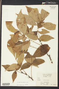 Carya glabra var. glabra image