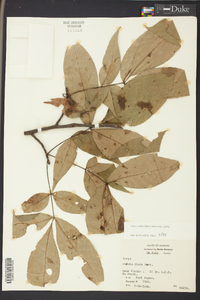 Carya glabra var. glabra image