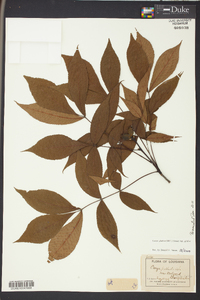 Carya glabra var. glabra image