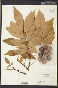 Carya glabra var. glabra image