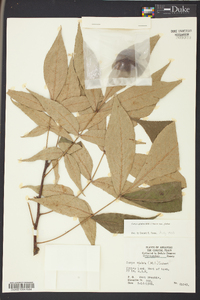 Carya glabra var. glabra image