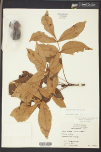 Carya glabra var. glabra image