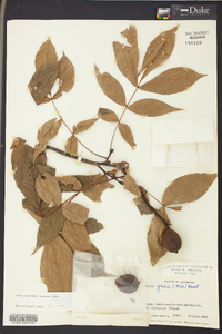 Carya glabra var. glabra image