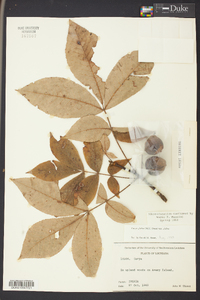 Carya glabra var. glabra image