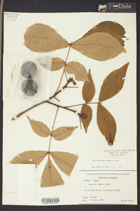 Carya glabra var. glabra image