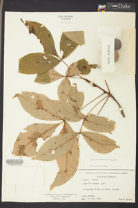 Carya glabra var. glabra image