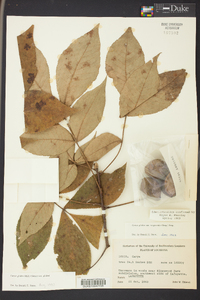 Carya glabra var. glabra image