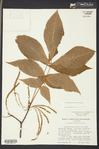 Carya glabra var. glabra image