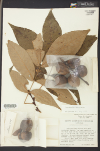 Carya glabra var. glabra image