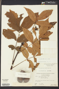 Carya glabra var. glabra image