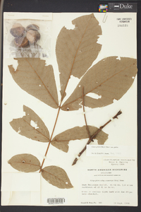 Carya glabra var. glabra image