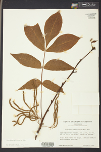 Carya glabra var. glabra image