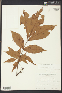 Carya glabra var. glabra image