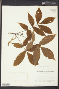 Carya glabra var. glabra image