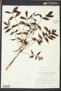 Carya glabra var. glabra image