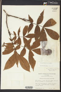 Carya glabra var. glabra image