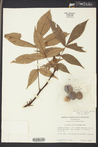 Carya glabra var. glabra image