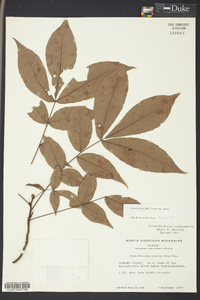 Carya glabra var. glabra image