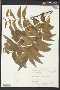 Carya illinoinensis image