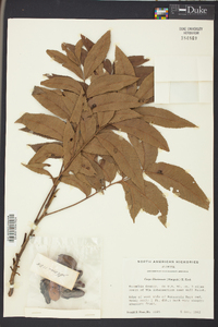 Carya illinoinensis image