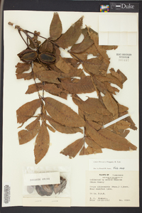 Carya illinoinensis image