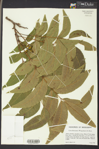 Carya illinoinensis image