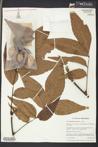 Carya illinoinensis image