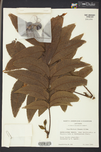 Carya illinoinensis image