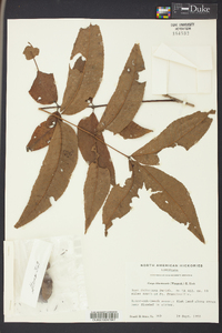 Carya illinoinensis image