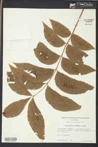 Carya illinoinensis image