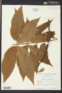 Carya illinoinensis image