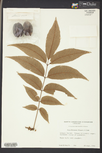 Carya illinoinensis image