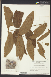 Carya illinoinensis image