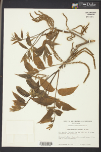 Carya illinoinensis image