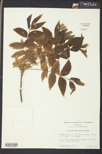 Carya illinoinensis image