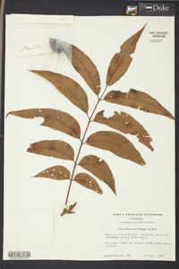 Carya illinoinensis image