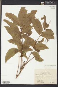 Carya illinoinensis image