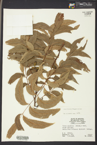 Carya illinoinensis image