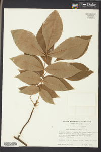 Carya myristiciformis image