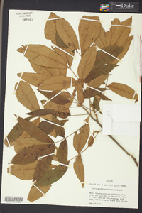 Carya myristiciformis image