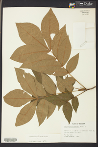 Carya myristiciformis image