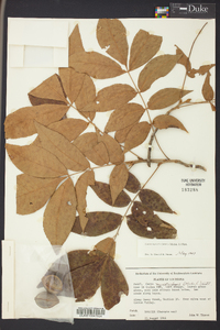 Carya myristiciformis image