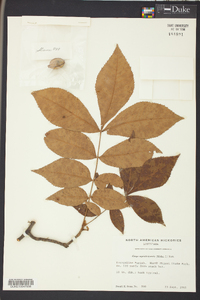 Carya myristiciformis image