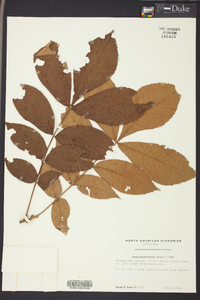 Carya myristiciformis image