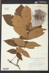 Carya myristiciformis image