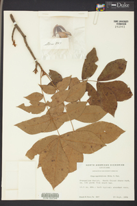 Carya myristiciformis image