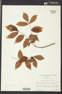 Carya myristiciformis image