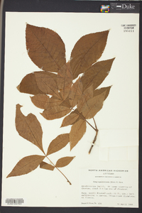 Carya myristiciformis image