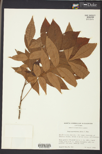 Carya myristiciformis image